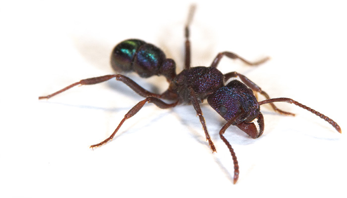 Green_ant_Institute for Molecular Bioscience, UQ