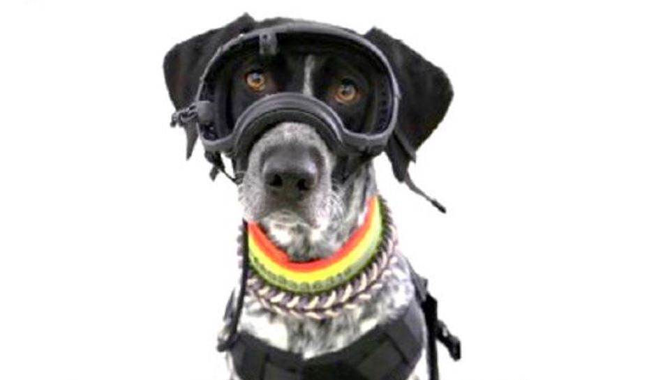 A dog wearing the eye-tracking headgear. Credit: Völter et al. / Royal Society