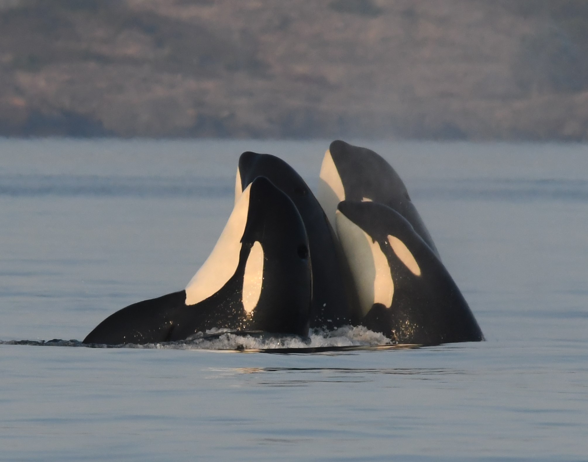 Resident Killer whales spyhopping. Copyright: Katie Jones, Center for Whale Research