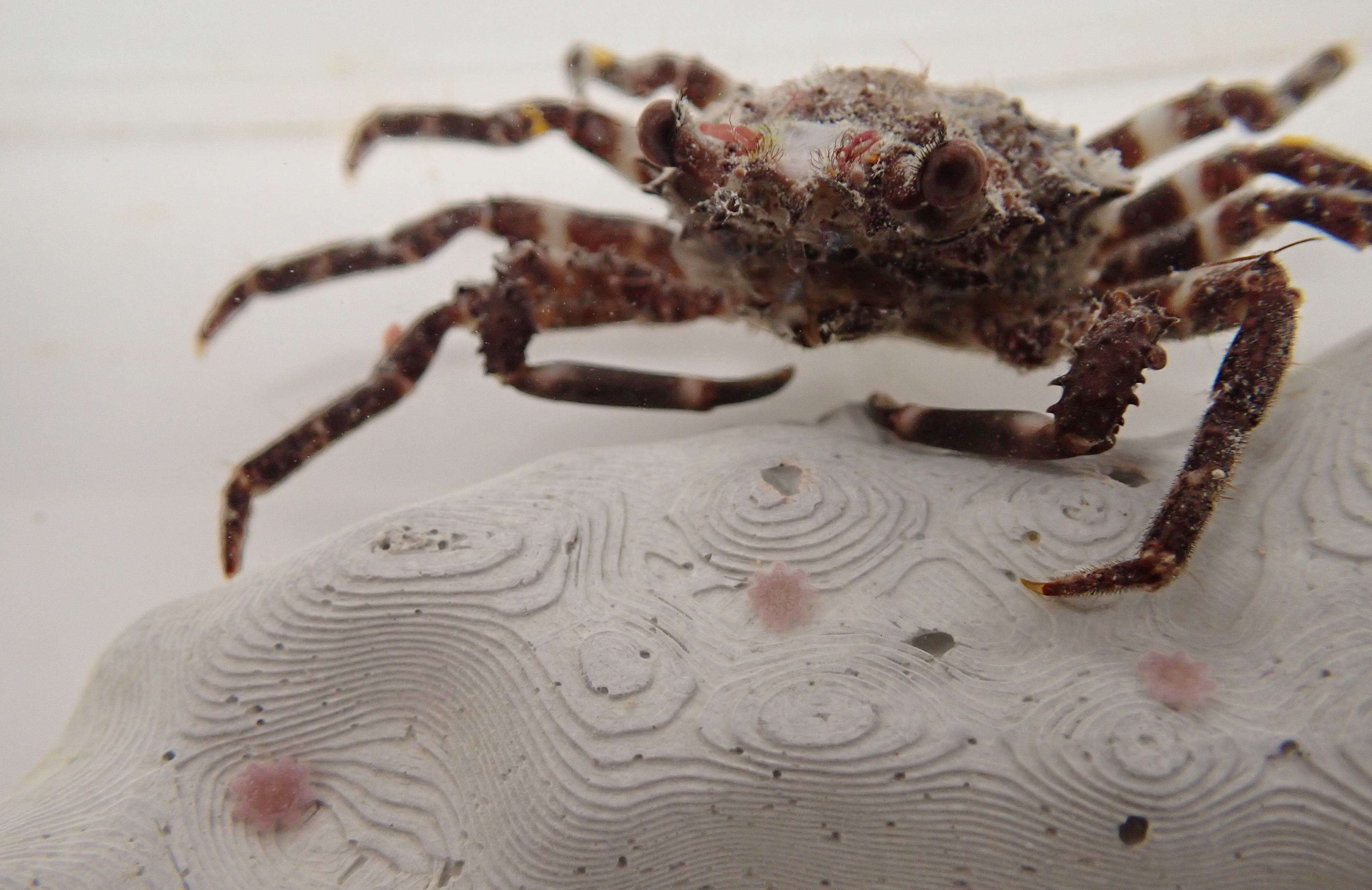 Red decorator crab or Schizophrys aspera in the feeding tank.