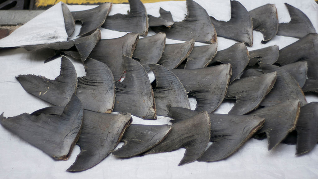 Shark_fins_Hong_Kong By Cloneofsnake - CC BY-SA 2.0