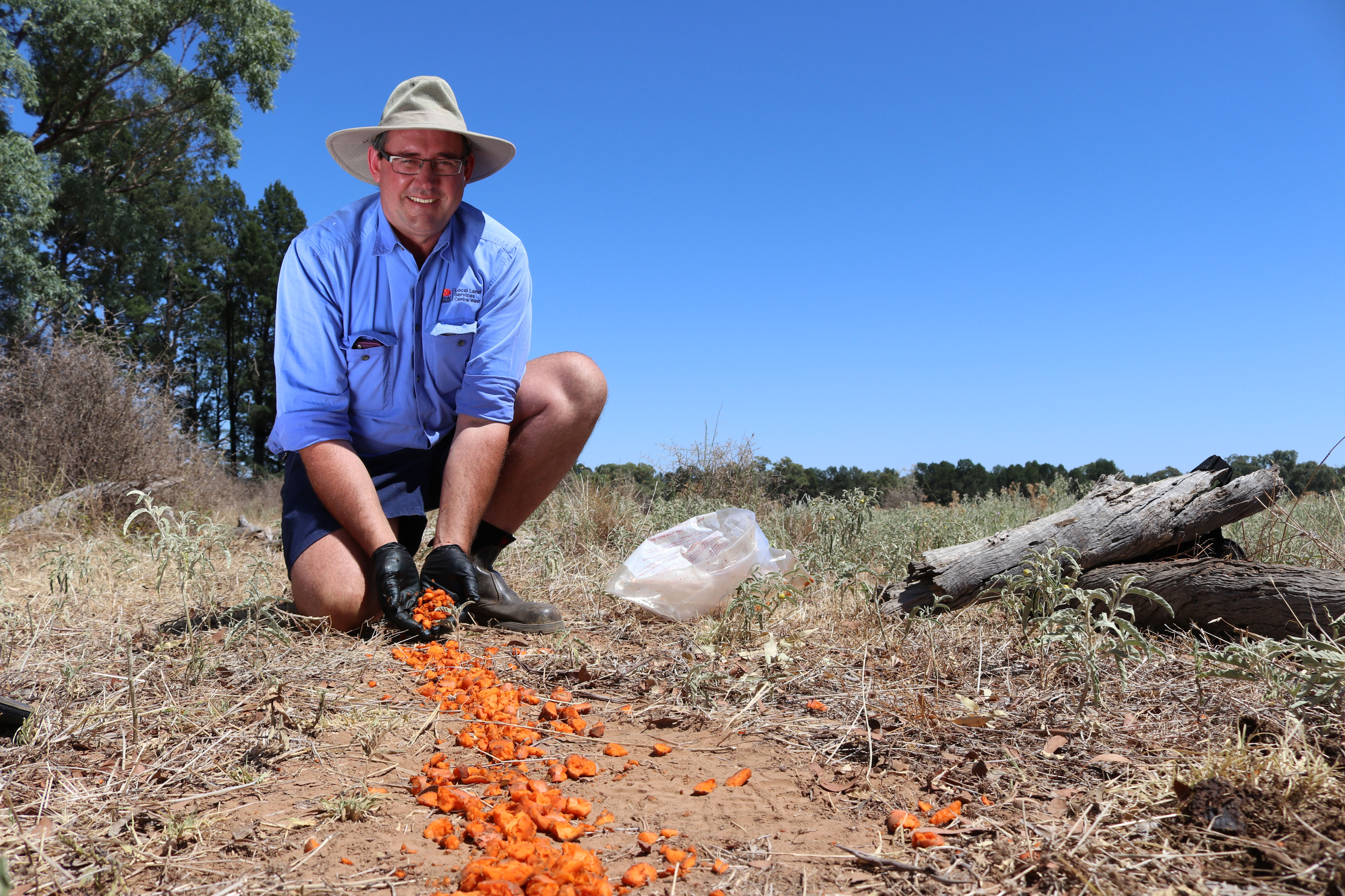 Rhett Robinson, a Biosecurity Officer with NSW Local Land Services, lays carrots laced with RVDV1-K5 in 2019.  Credit: NSW South Wales Local Land Services.