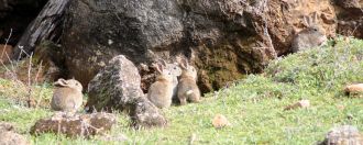 Rabbits have taken a severe toll on native wildlife since they were introduced.