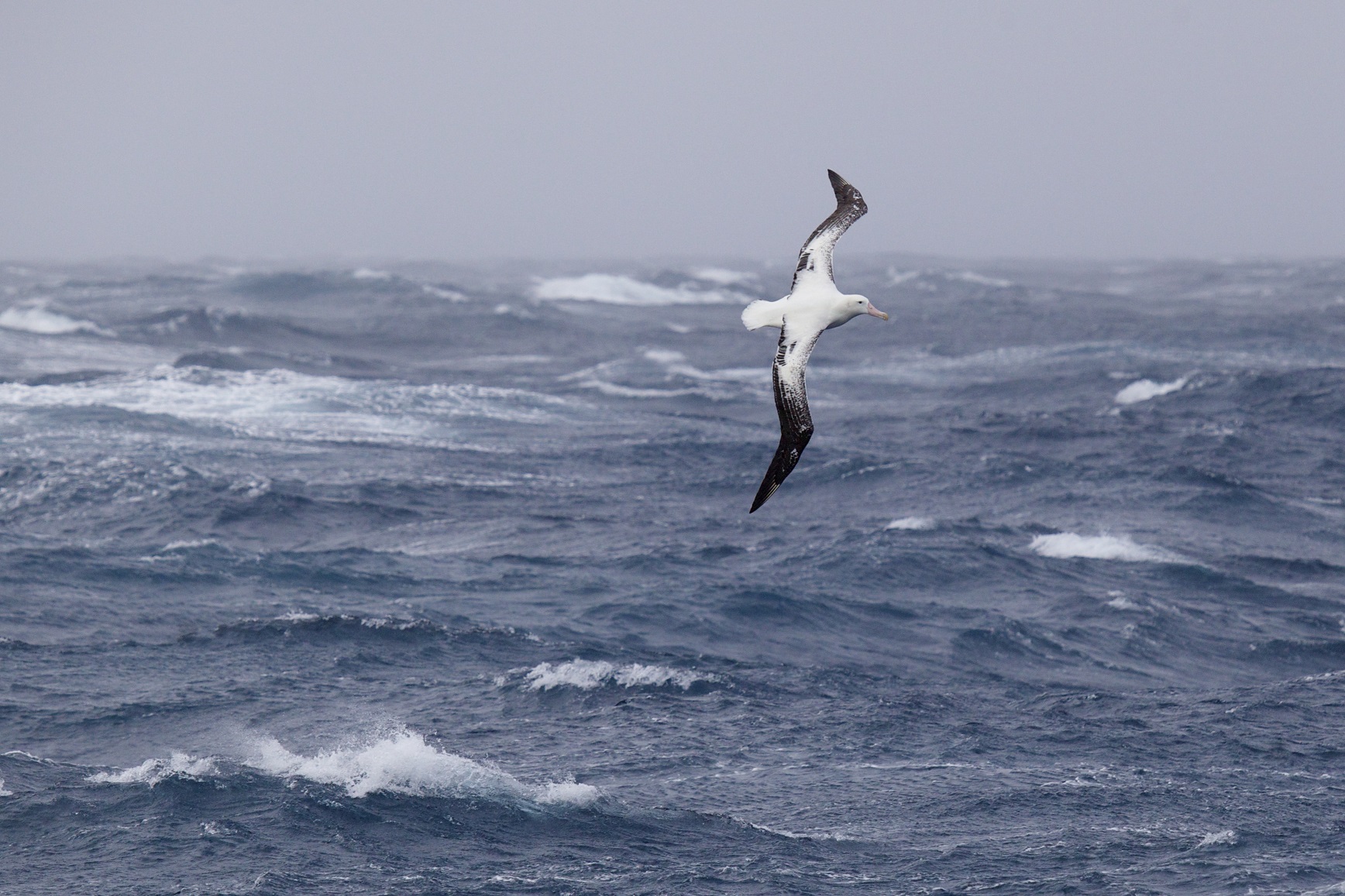 Credit: Pete Harmsen 