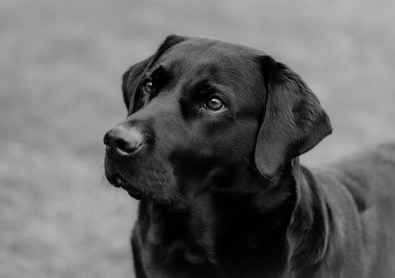 Image by Nikki Luijpers from Pixabay
