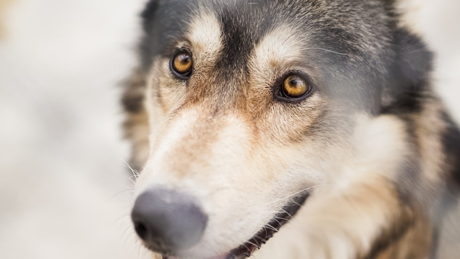 A wolf from the Wolf Mountain Sanctuary, Lucerne Valley, United States.  Image Credit: Courtney Clayton, Unsplash, CC0 (https://creativecommons.org/publicdomain/zero/1.0/) 