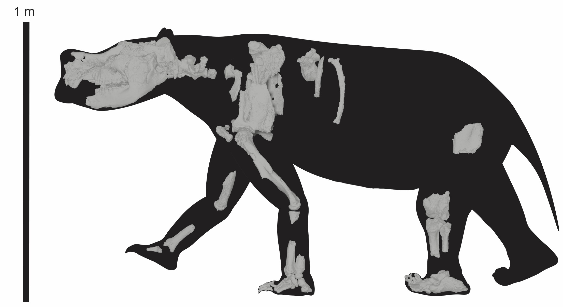 Reassembled partial skeleton Ambulator keanei (SAMA P54742) with silhouette demonstrating advanced adaptations for quadrupedal, graviportal walking.