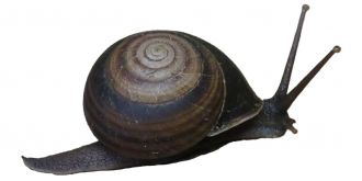 Robert Irwin's Banded Snail