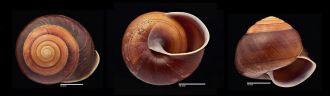 Robert Irwin's Banded Snail