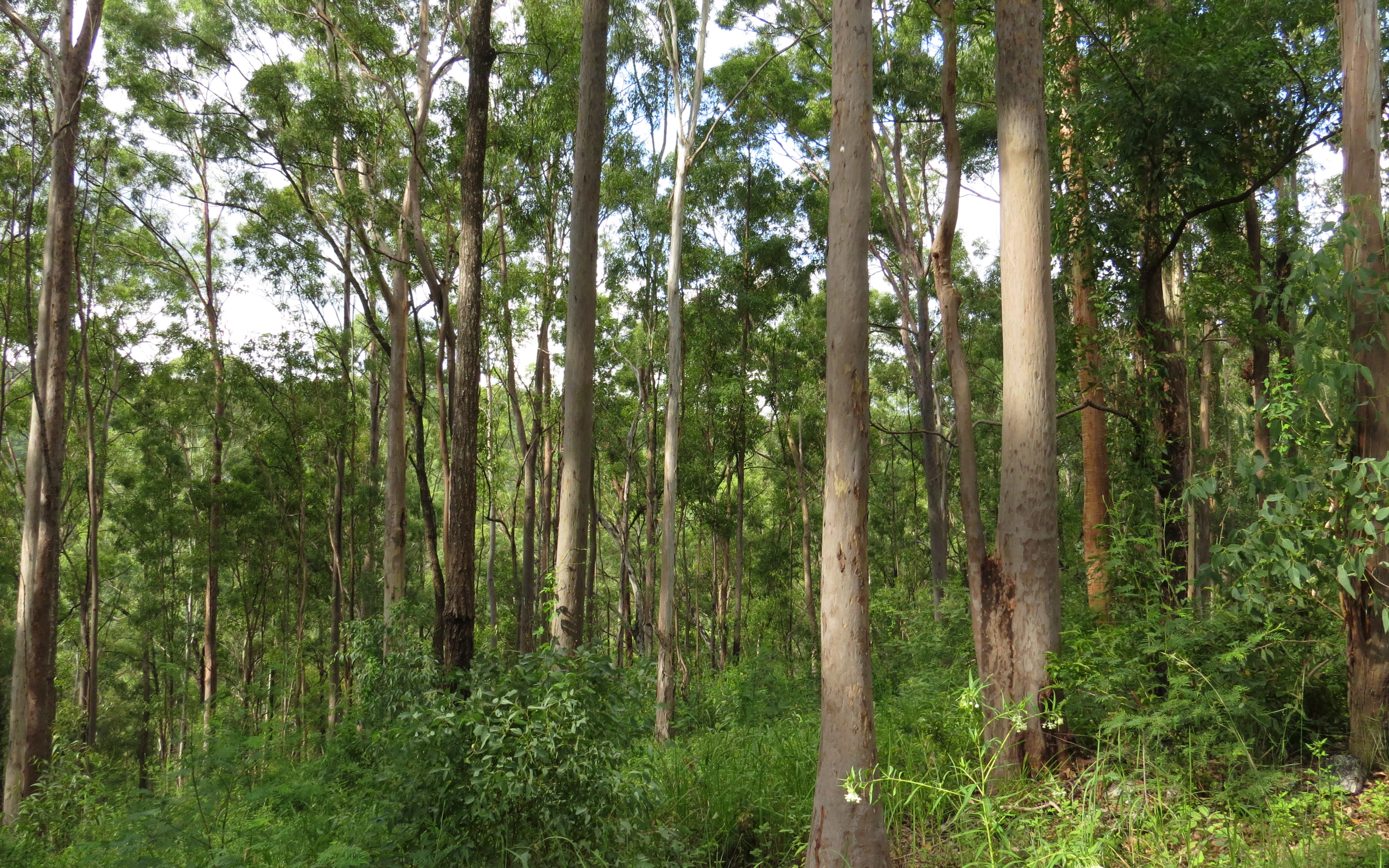 This native forest in southern Queensland has been selectively harvested three times since the 1950s and is almost ready for another harvest. Credit: Dr Tyron Venn