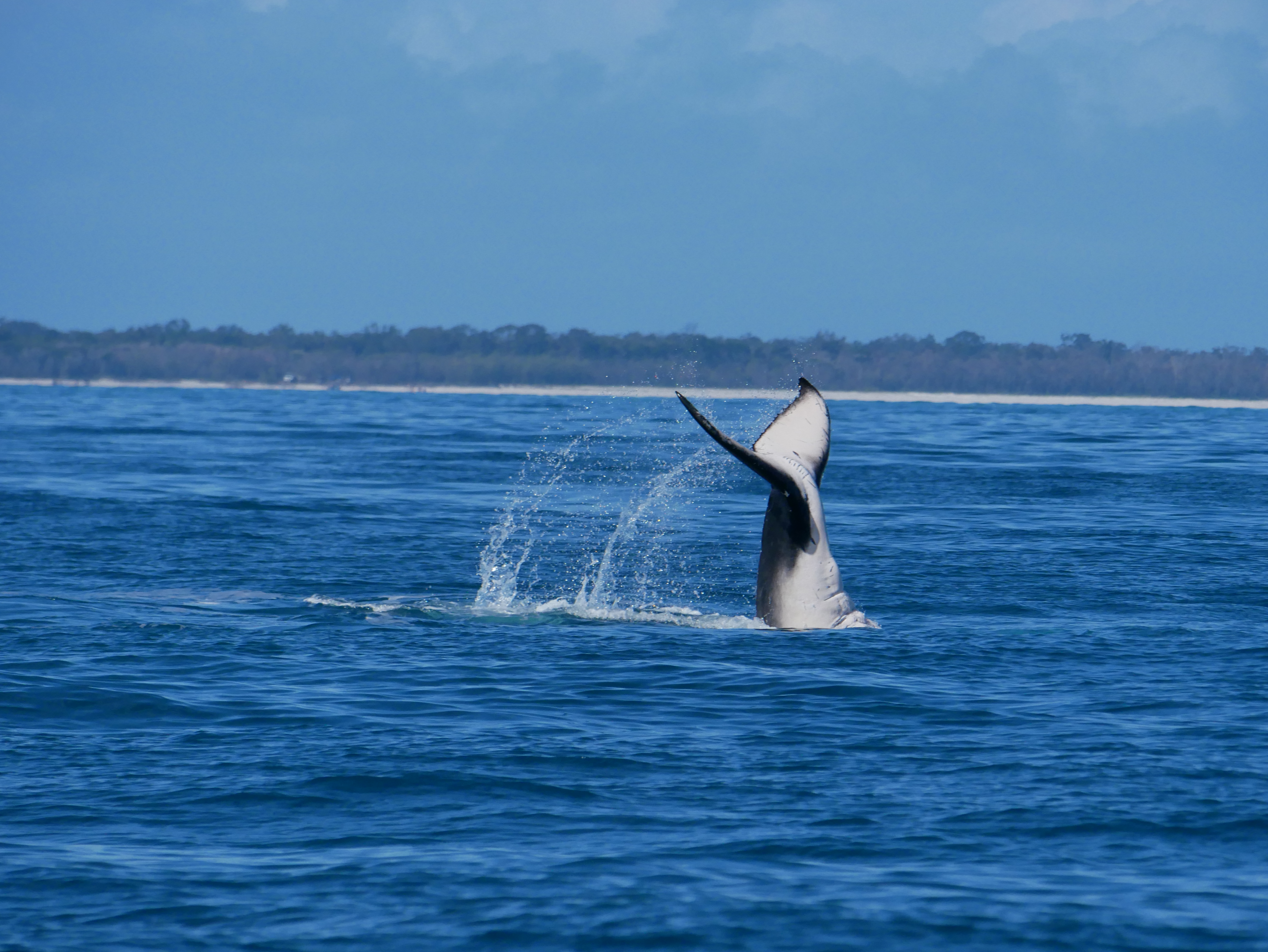 A humpback whale calf enjoying Queensland's stopover bays. Credit:  Raphael Mayaud