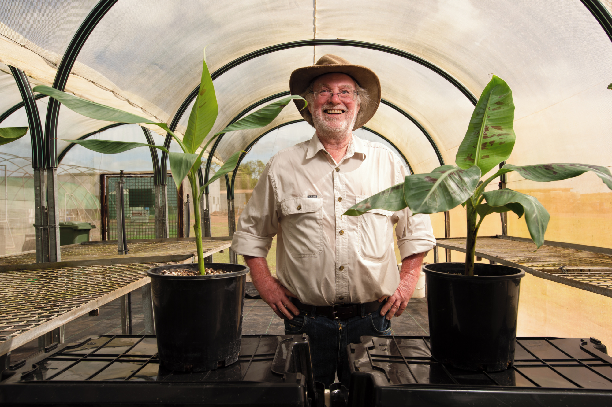 QUT Distinguished Professor James Dale with young banana plants in a shadehouse at the QUT field trial site in the Northern Territory. Pictured on Professor Dale's right is a wild banana plant, and on his left, is a Cavendish banana plant. Credit QUT