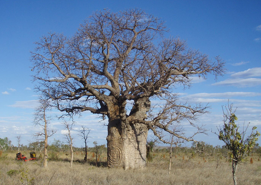 Large boab tree with coiled snake carving, northern Tanami Desert. Photo: Darrell Lewis