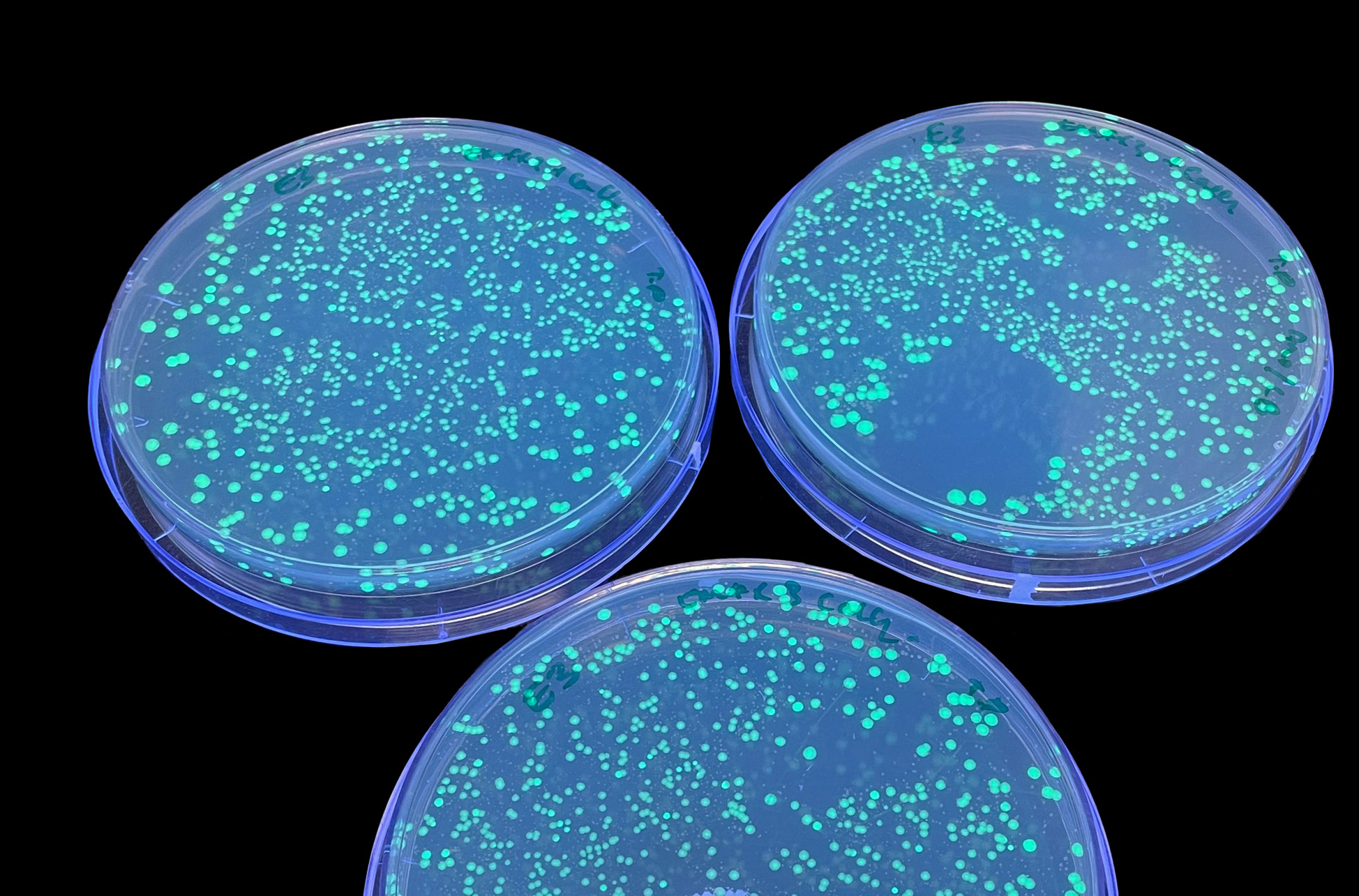 E. coli colonies lighting up green under UV light confirming they have taken on the fluorescent protein. Credit: RMIT.