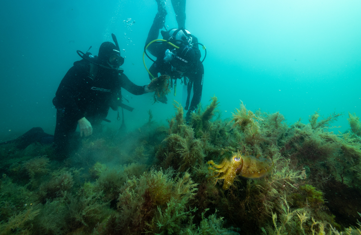 Dr Dominic McAfee and Professor Sean Connell diving at a reef. Credit: Stefan Andrews