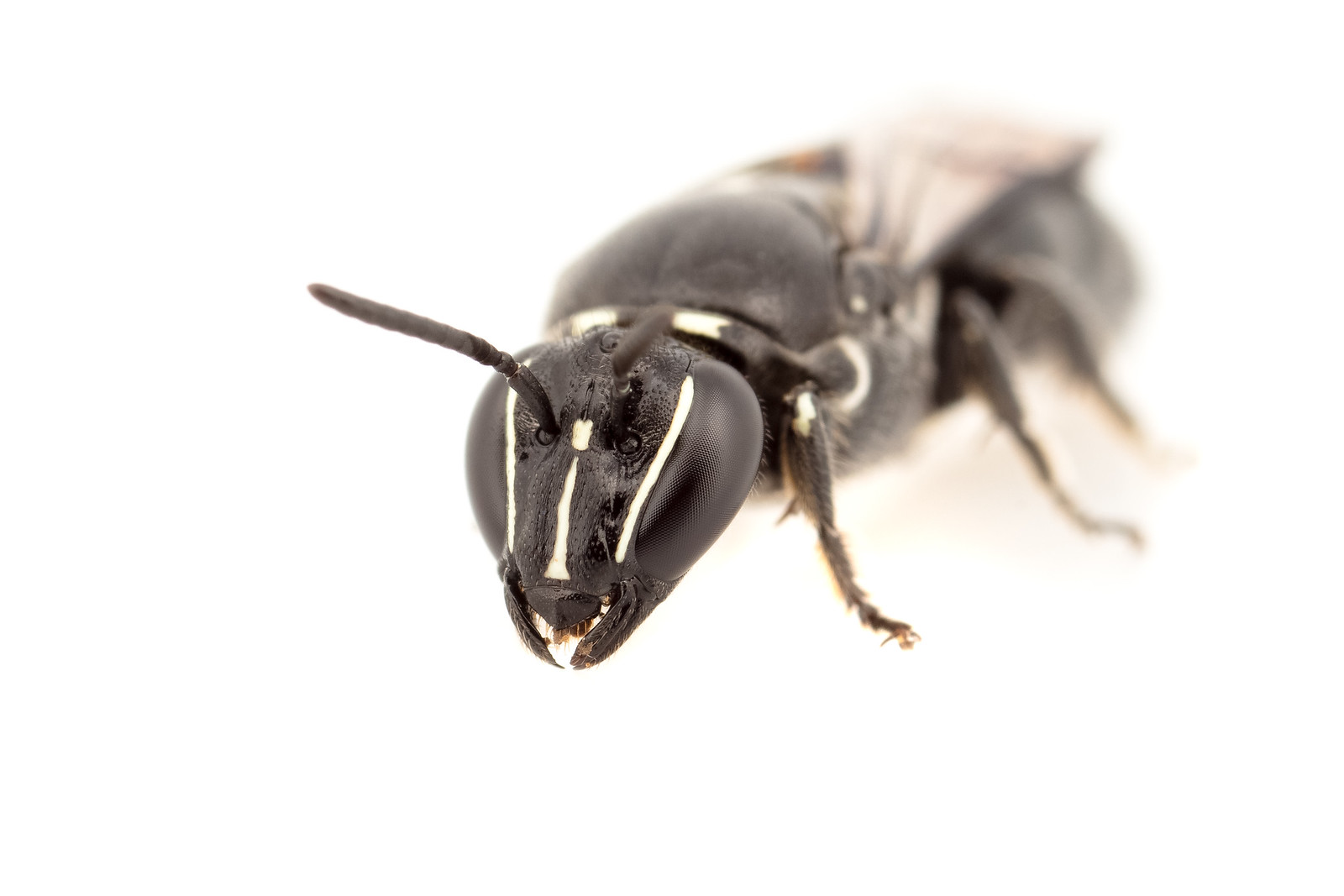 James Dorey, Flinders University 