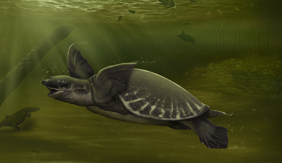 Image credit: Jaime Bran Image Caption: Pig-nosed turtles lived in Melbourne 5 million years ago.