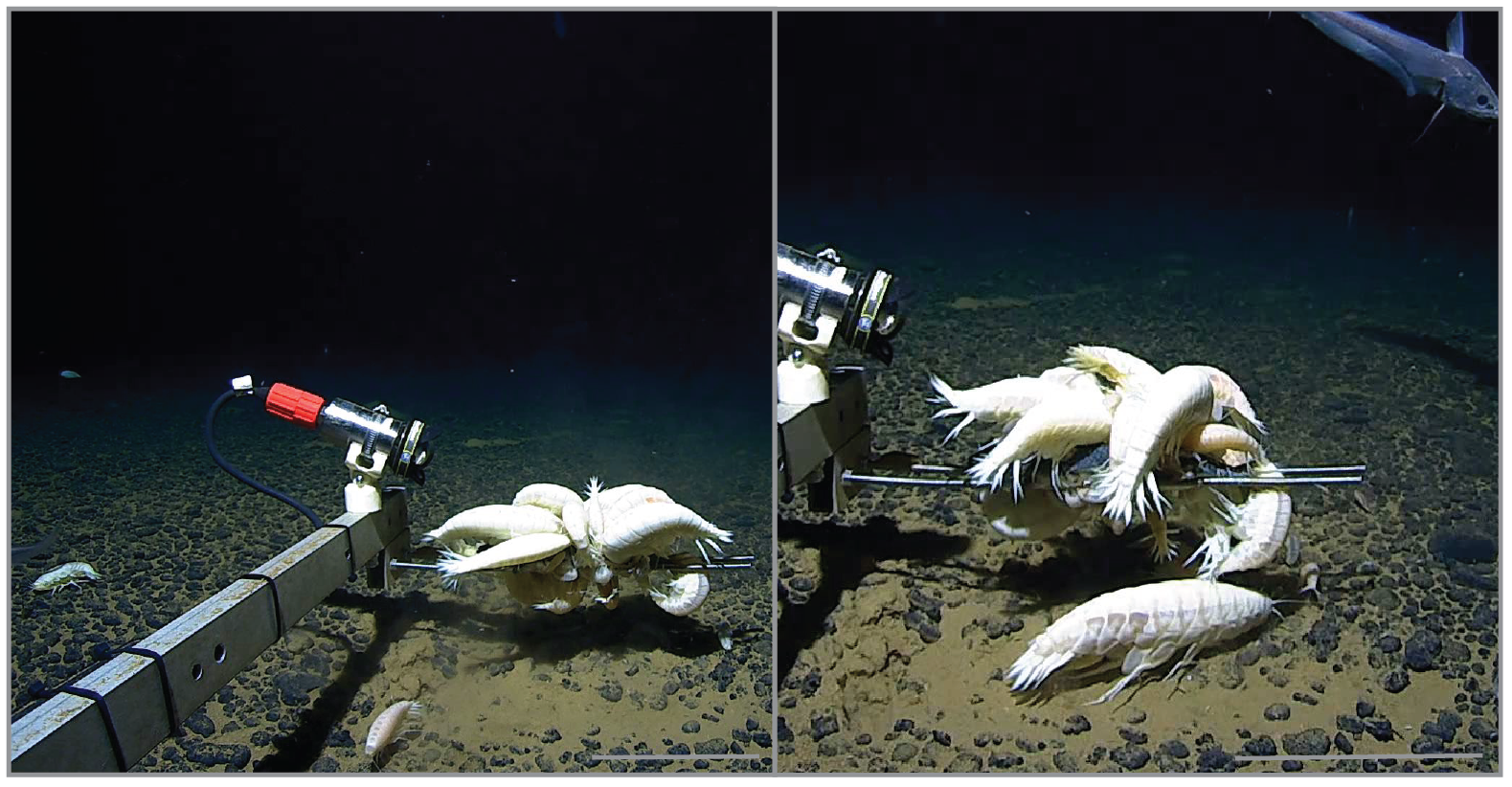 Credit Maroni et al  Royal Society Open Science