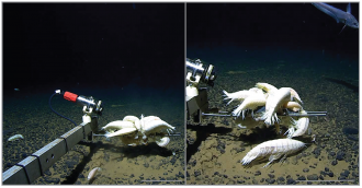 The deep-sea amphipod Alicella gigantea Chevreux