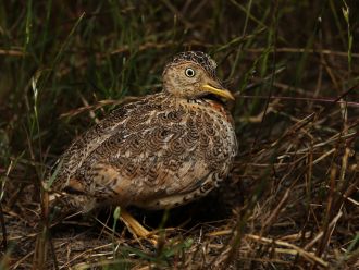 Plains-wanderer female image 2