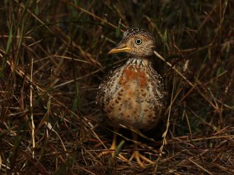 Plains-wanderer Female image 1