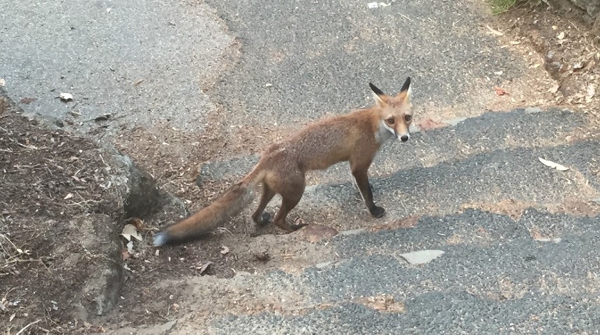Red fox in Kings Park, Western Australia. Image Credit: Professor Trish Fleming.