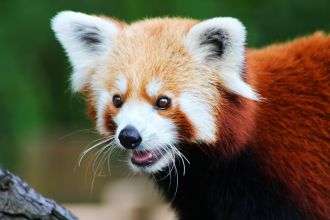 Red panda close-up