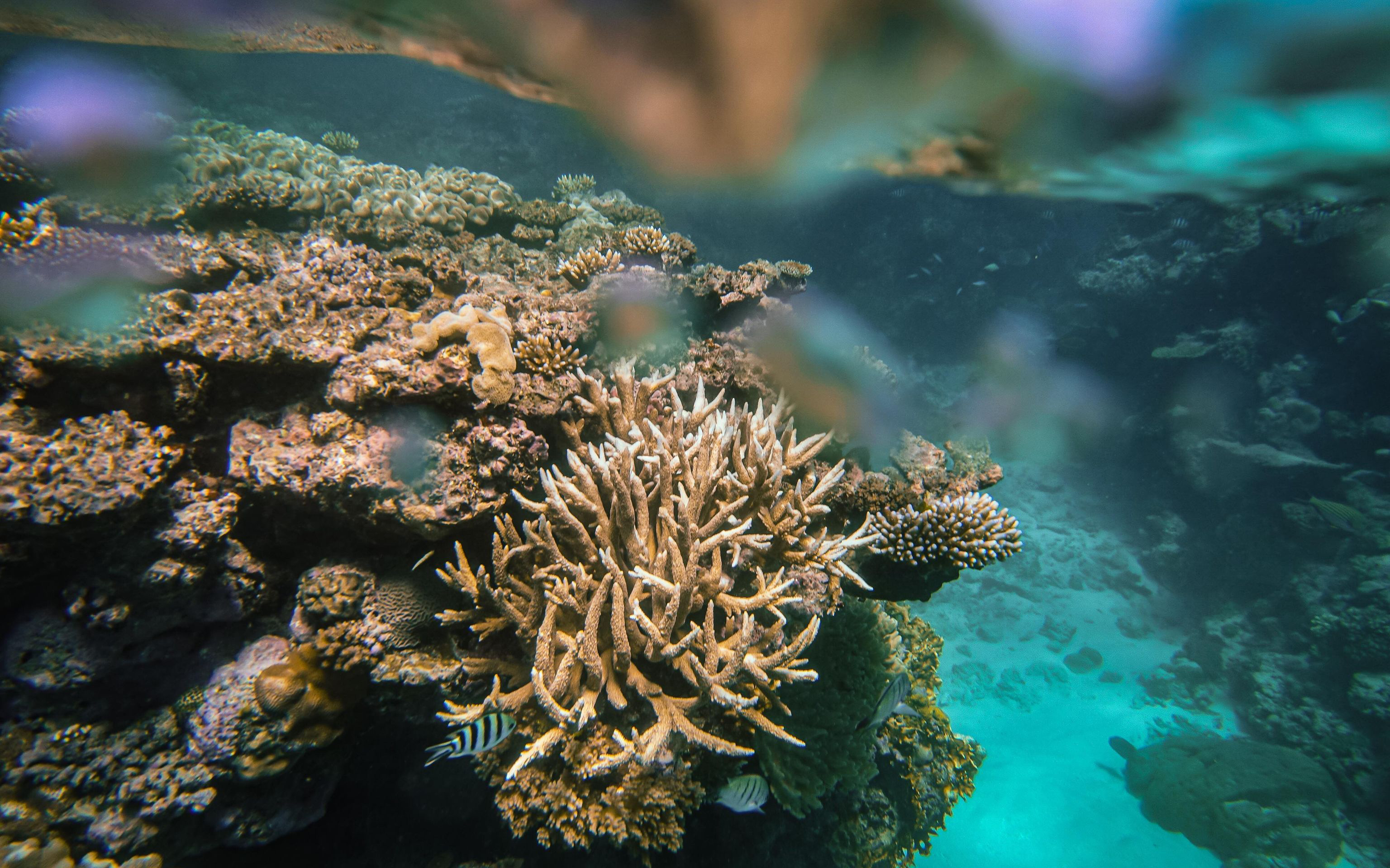 Credit: Yolanda Waters