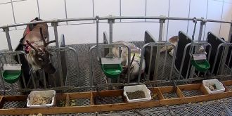 Screenshot of reindeer surveillance 2 