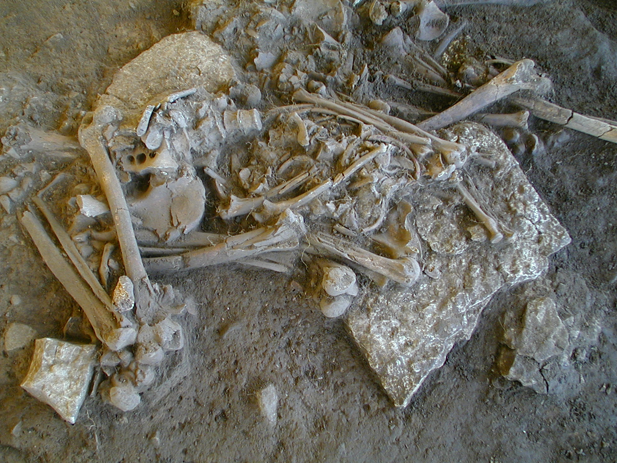 One of the complete skeletons found in the Frälsegården passage grave (Individual B/FRA043).  Credit: Karl-Göran Sjögren.