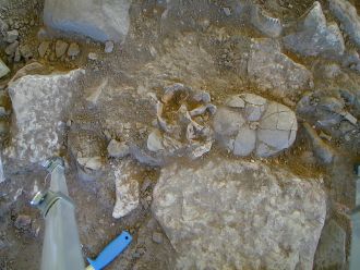 The skulls of the two second generation individuals in the right branch