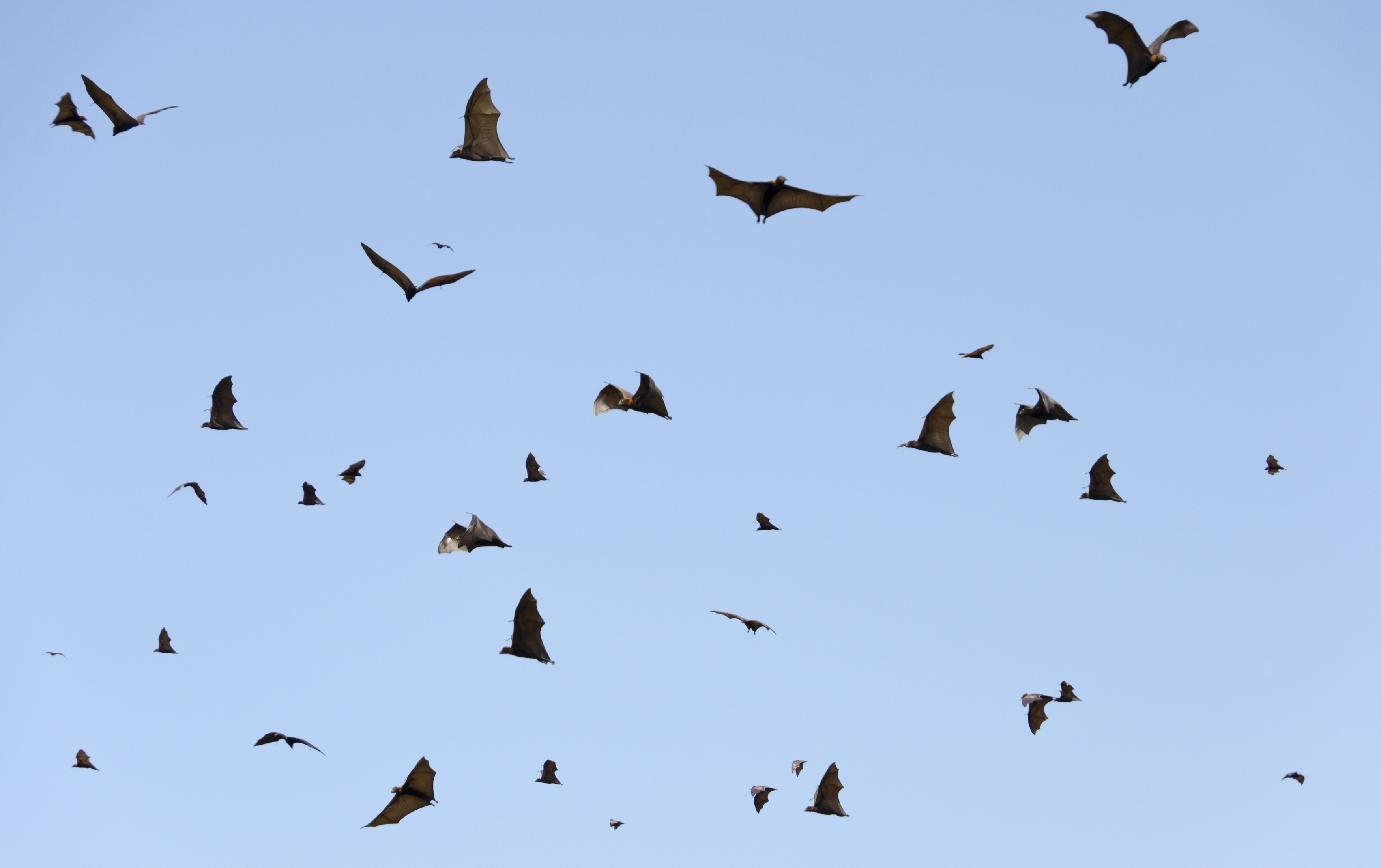 Generic flying foxes - GettyImages