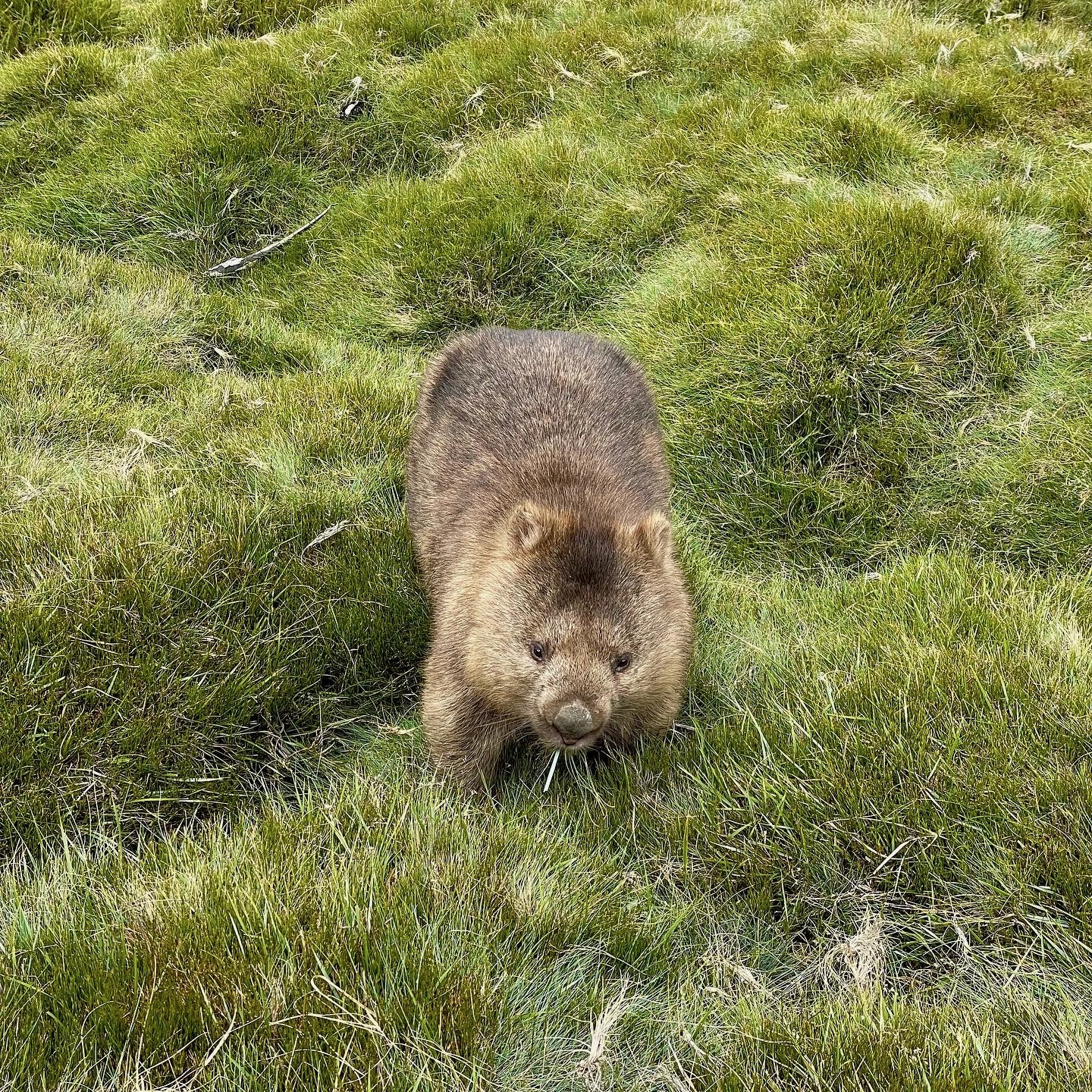 Wombat at Cradle Mountain. Supplied UniSC