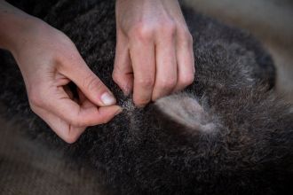 Inspecting mites on wombat.