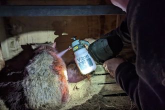 Treating Nic the wombat.