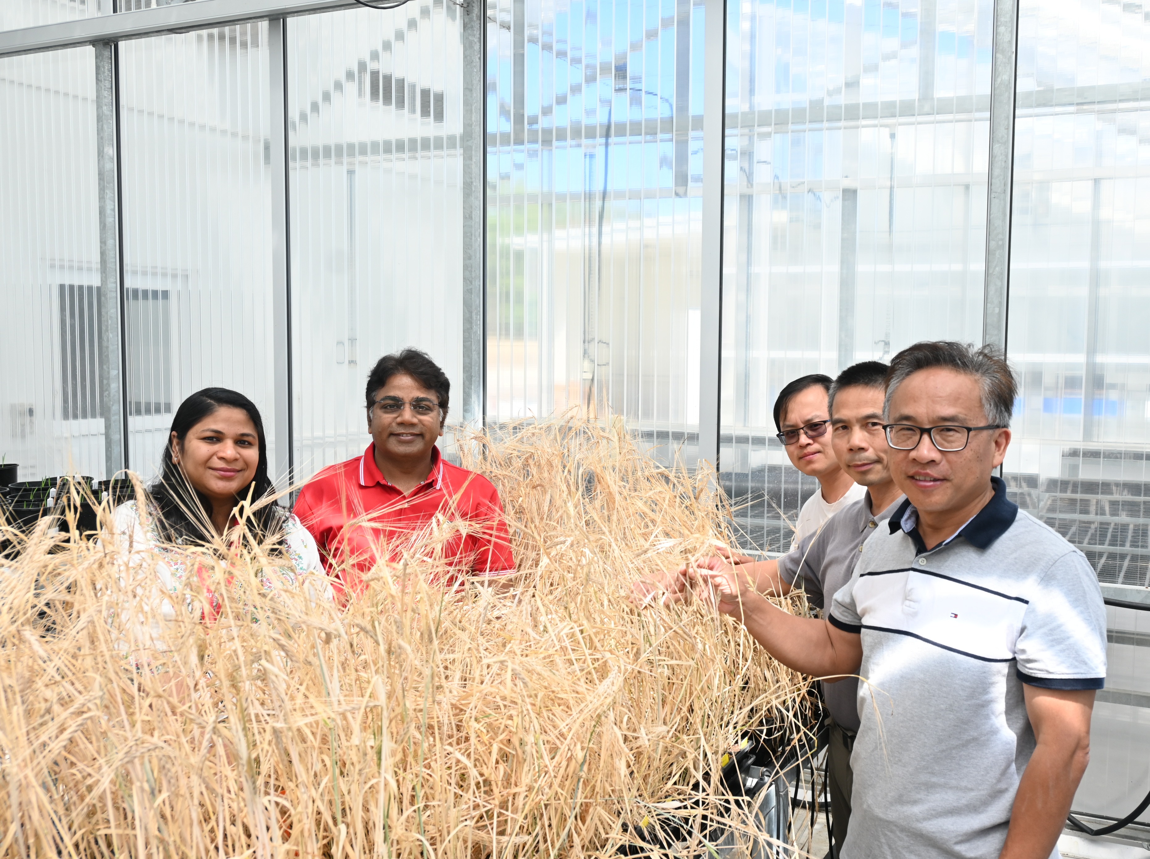 L-R: Researchers Dr Vanika Garg, Prof Rajeev Varshney, Dr Yong Jia,  Dr Tianhua He and Prof Chengdao Li 