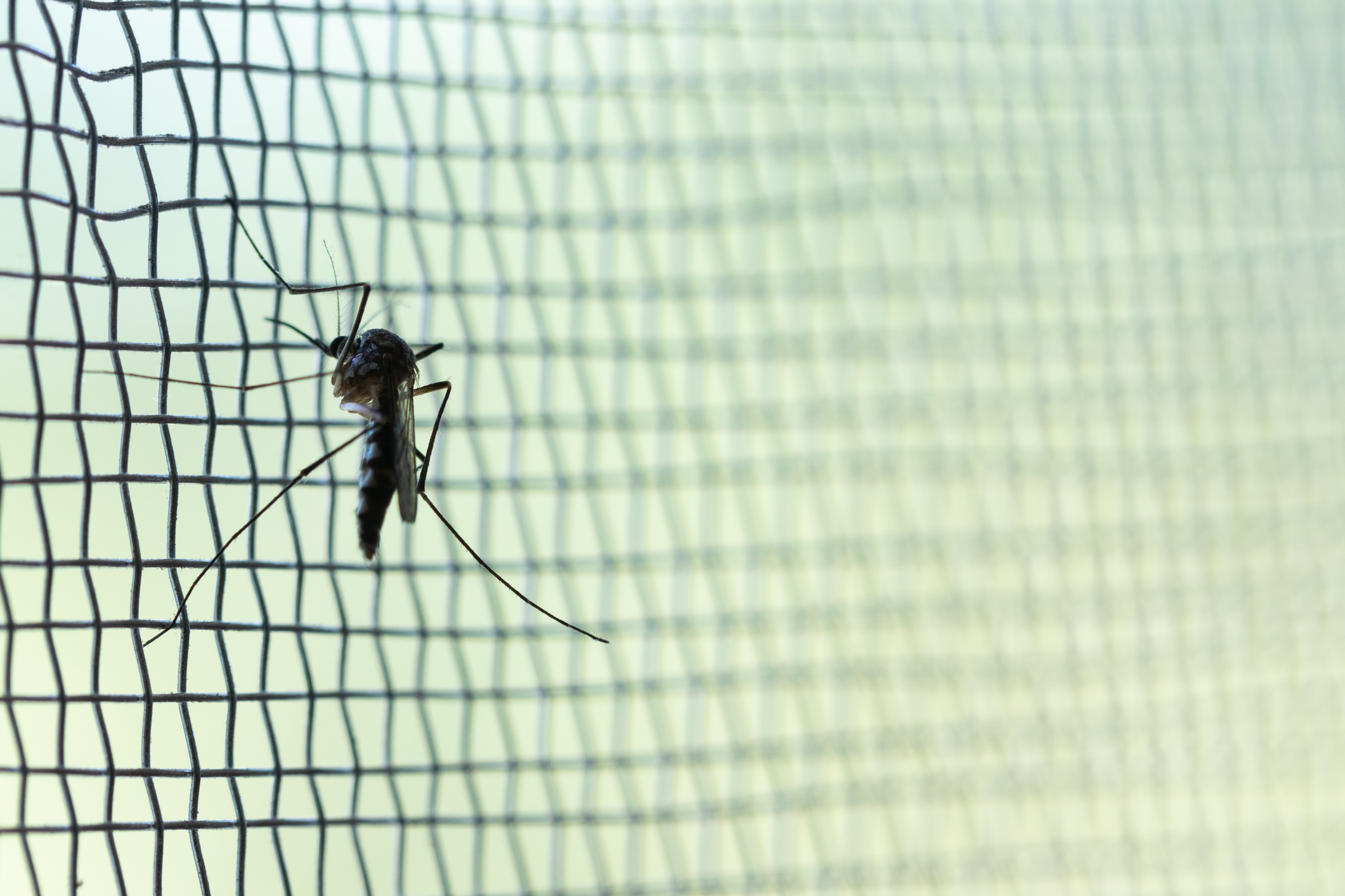 Mosquito on mesh. Credit frank600/iStock