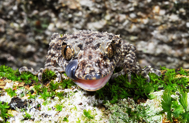 A critically endangered Gulbaru gecko (Phyllurus gulbaru). Image: Eric Vanderduys
