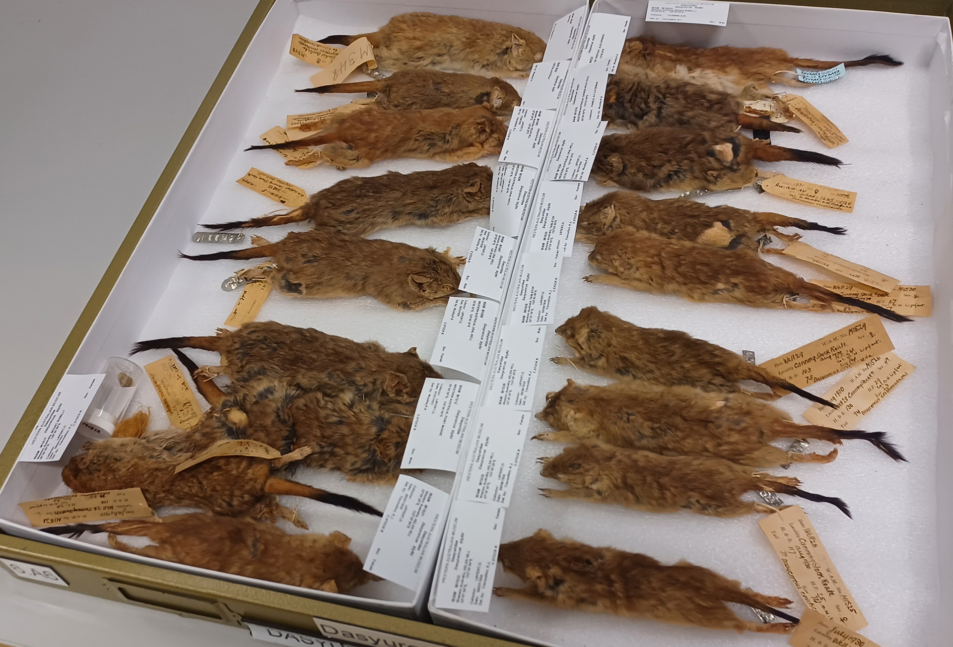 Some specimens of mulgaras used in this investigation from the Western Australian Museum Mammology collection. Photo by Jake Newman-Martin. Courtesy WA Museum