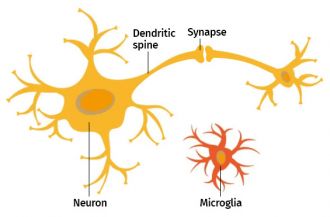 Neuron and microglia cell