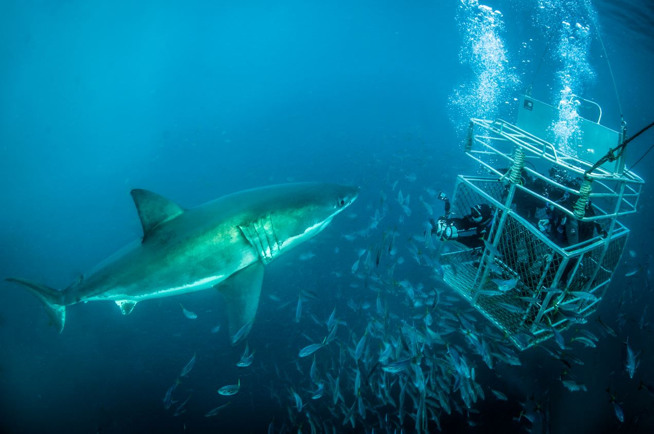 Photo courtesy Andrew Fox (Rodney Fox Shark Expeditions) 