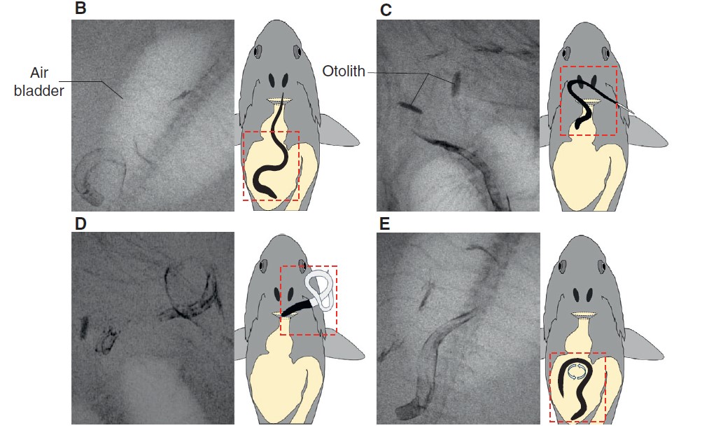 Figure 1. Escape behavior of Japanese eel A. japonica juveniles through the predator’s digestive tract after being captured. CREDIT: Hasegawa et al