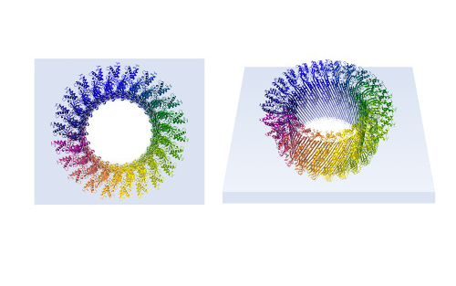 Illustration is two views of a perforin pore punching a hole through a membrane (pale blue slab). The hole is formed by a ring of 22 perforin molecules.