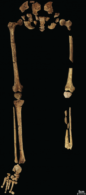 Skeletal remains found in the Borneo cave site.