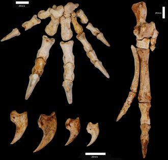 Exquisite preservation of hands & feet of newly identified fossil tree-climbing 