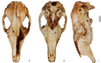 Exquisite preservation - skull of newly identified fossil tree-climbing kangaroo