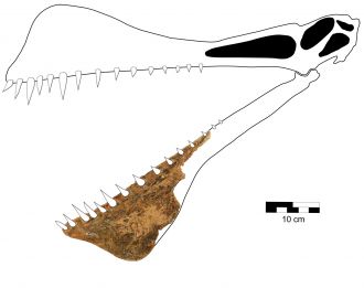 Reconstruction of the skull of Thapunngaka shawi 