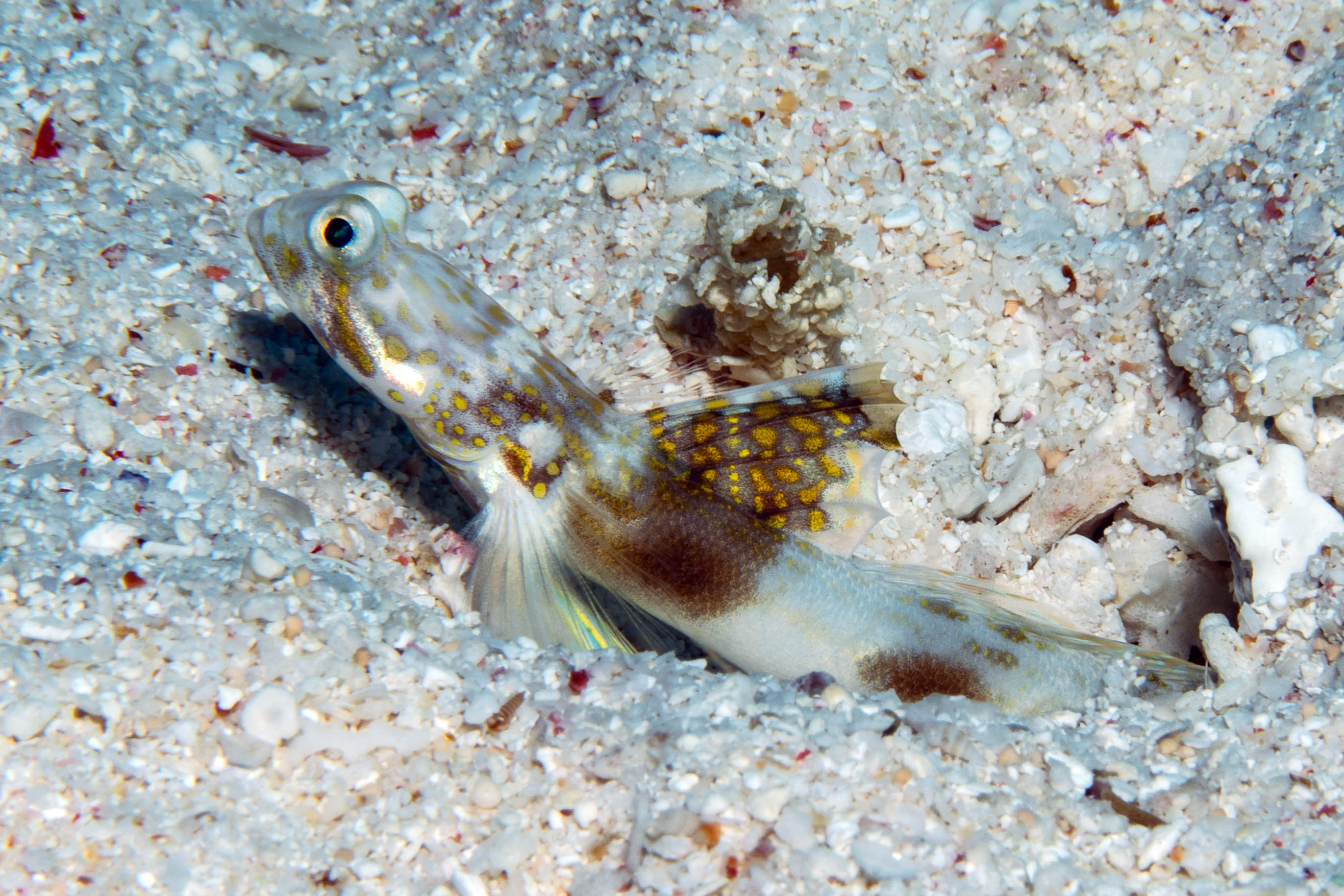 Lady Elliot Shrimp Goby (Tomiyamichthys elliotensis), a new fish species found as part of a University of the Sunshine Coast-led project that is mapping the changing biodiversity on and around Lady Elliot Island, a tiny coral cay at the southern end of the Great Barrier Reef.