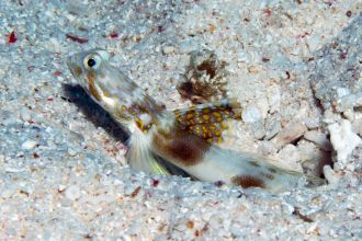 Lady Elliot Goby (Tomiyam)ichthys elliotensis)