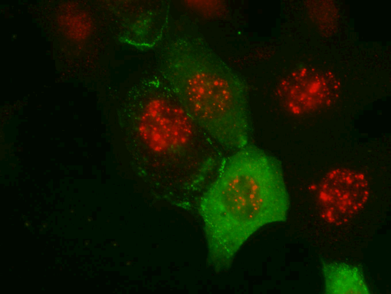 Institute for Molecular Biology, University of Queensland